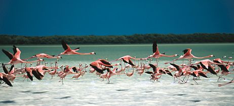 Santuario del flamingo rosa
