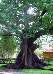 Hotel Misión Concá.- El Árbol Milenario