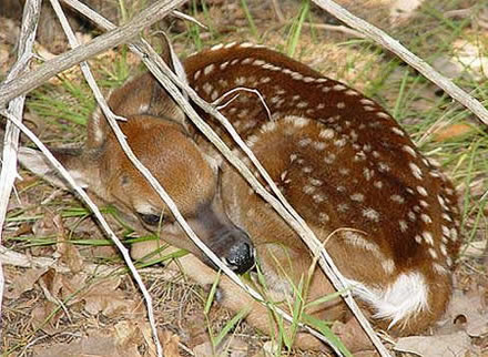 La Piel del Venado