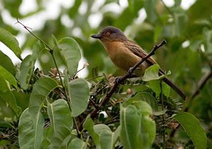 Reserva natural Abuko. Gambia.