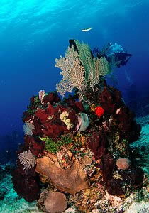 Buceo en Roatán