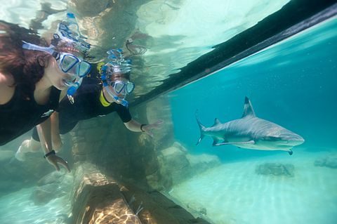 Entrenamiento de tiburones