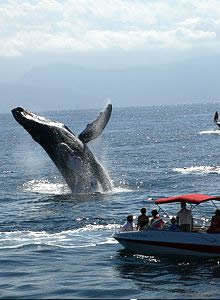 Avistamiento de Ballena