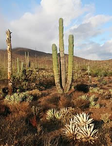 El vasto desierto en Los Cabos