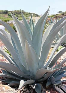 Agave Azul