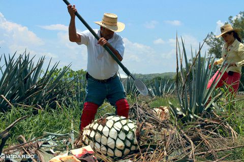 Jimador. Tequila, Jalisco.