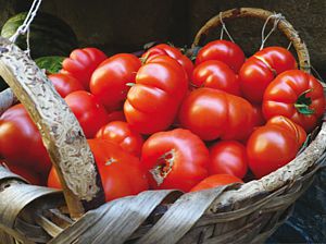 Pomodoro. Mercado Central de Florencia.