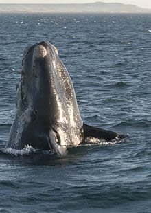 Ballena franca Austral. Ballenas de la Patagonia.