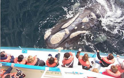 Ballenas de la Patagonia.