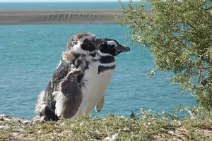 Pingüinos de Magallanes en la Península Valdés.