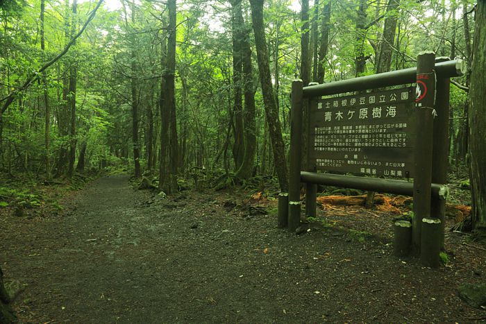 Bosque Aokigahara. Los 5 destinos más terroríficos en el mundo.