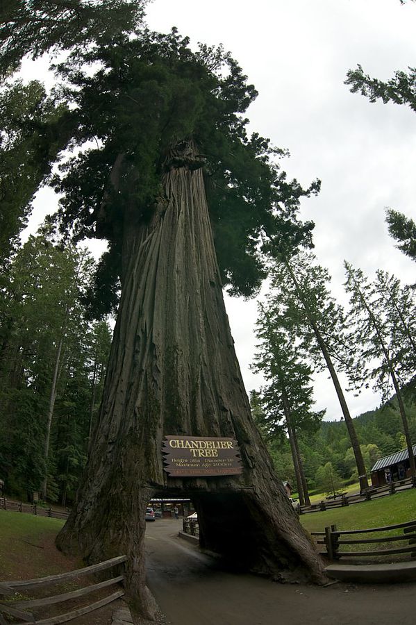 Chandelier Tree