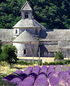 Lavanda en flor. Gordes