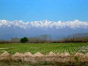 Viñedos.- Valle del Maipú.