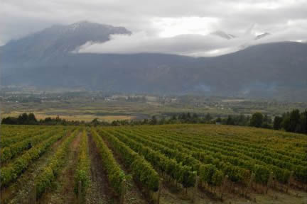 Viñedos de la Patagonia. Argentina