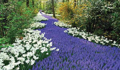 Keukenhof. Países Bajos.