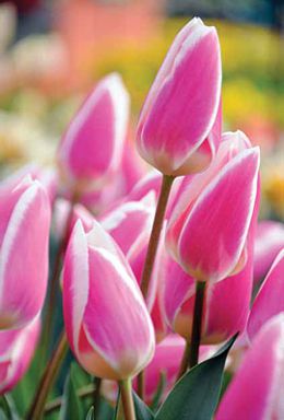 Tulipanes. Keukenhof.