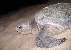 Tortuga Laúd.