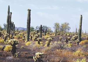 Cactáceas en El Pinacate.