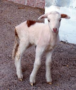 El chivo tiene una alimentación especial antes de ser sacrificado.