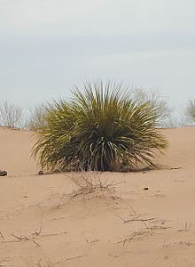 Desierto chihuahuense.
