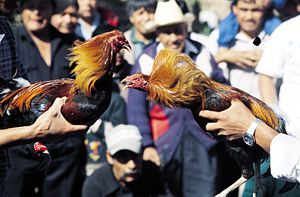 Peleas de gallos.