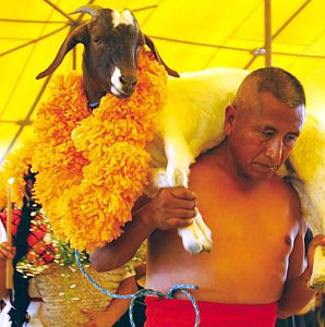 Ritual de la matanza.