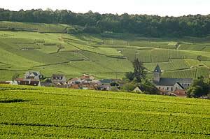 Viñedos en Oger, Una de las villas de la región de la Marne. Ruta del Champagne.