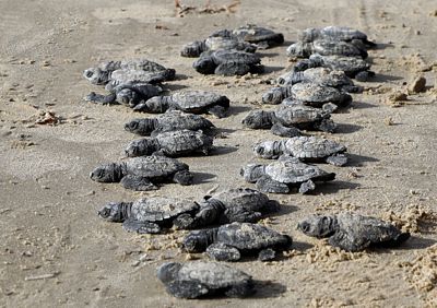 Playa Bagdad. Tortugas lora.