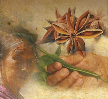 Medicina Herbolaria Tradicional Maya.