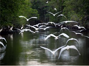 Garzas blancas