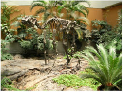 Esqueleto de Kritosaurio.