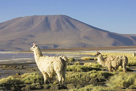 Laguna Colorada y llamas, Reserva nacional Fauna Andina. Altiplano boliviano.
