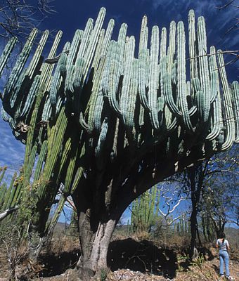 Cactus Candelabro.