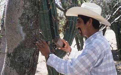 Extracción de copal en la comunidad El Limón.