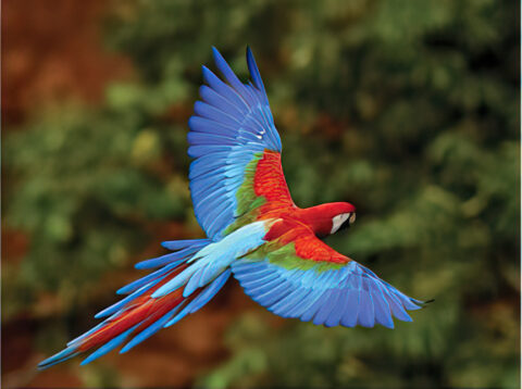 Guacamaya escarlata