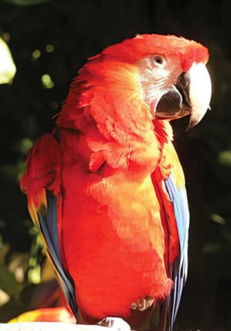 Guacamaya escarlata