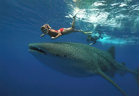 En Holbox puedes nadar con el tiburón ballena. Islas en Quintana Roo.