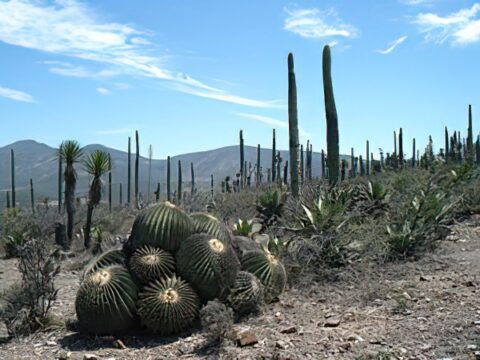 Reserva de la biósfera Tehuacán-Cuicatlán