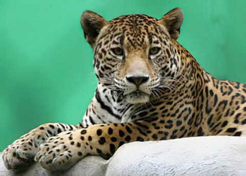 Jaguar, especie protegida y parte de los atractivos.