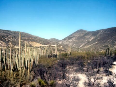 Reserva de la Biósfera Tehuacán-Cuicatlán.