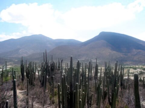 Reserva de la Biósfera Tehuacán-Cuicatlán