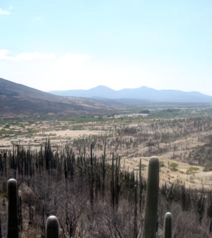 Reserva de la Biósfera Tehuacán-Cuicatlán.