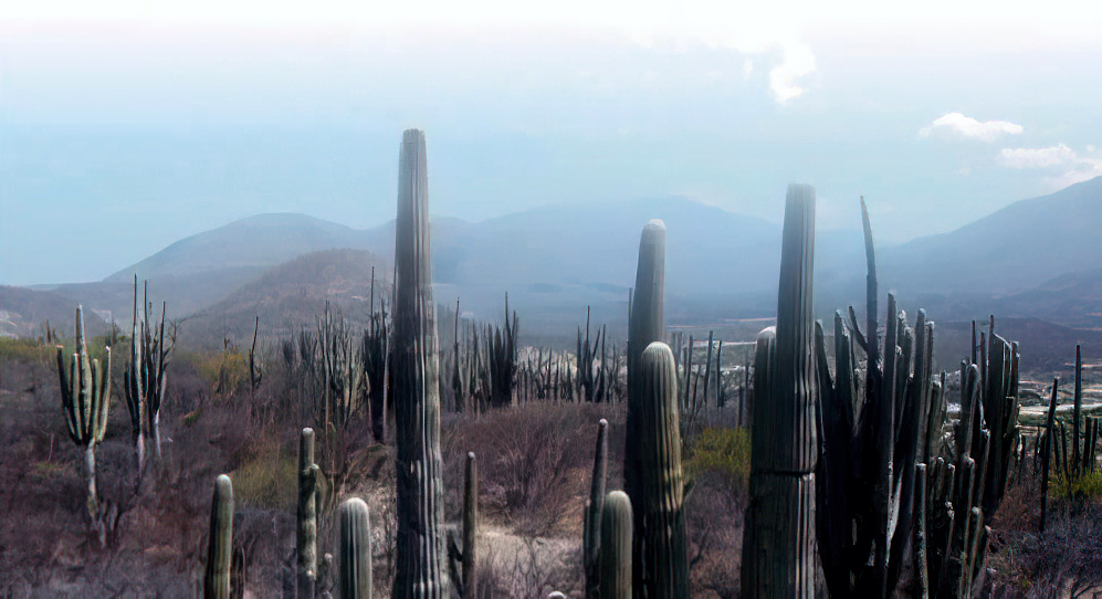 Reserva de la Biósfera Tehuacán-Cuicatlán.