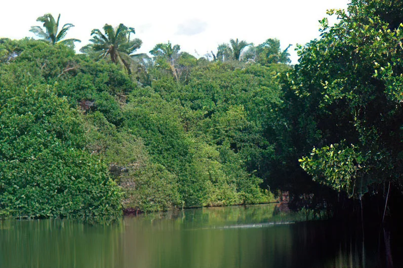 Estero Palo Verde