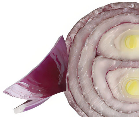 Cebolla morada
